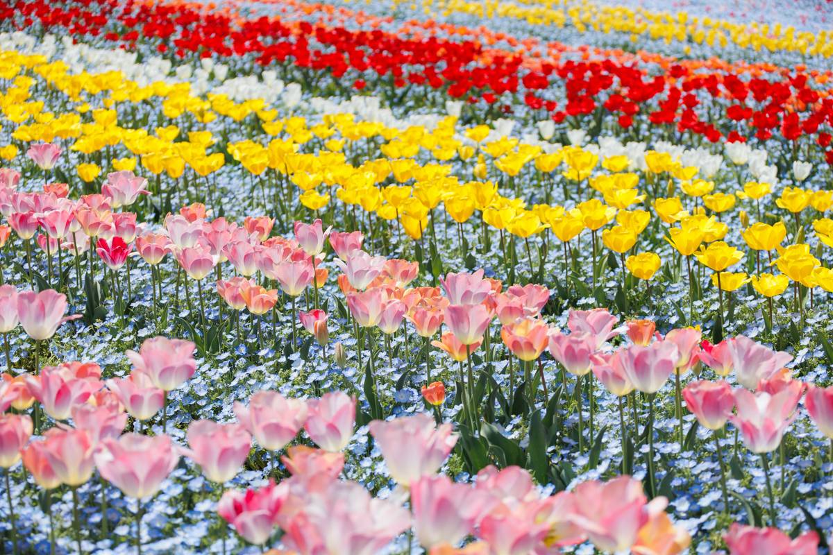 comparison of spring flowers used in natural skincare formulations