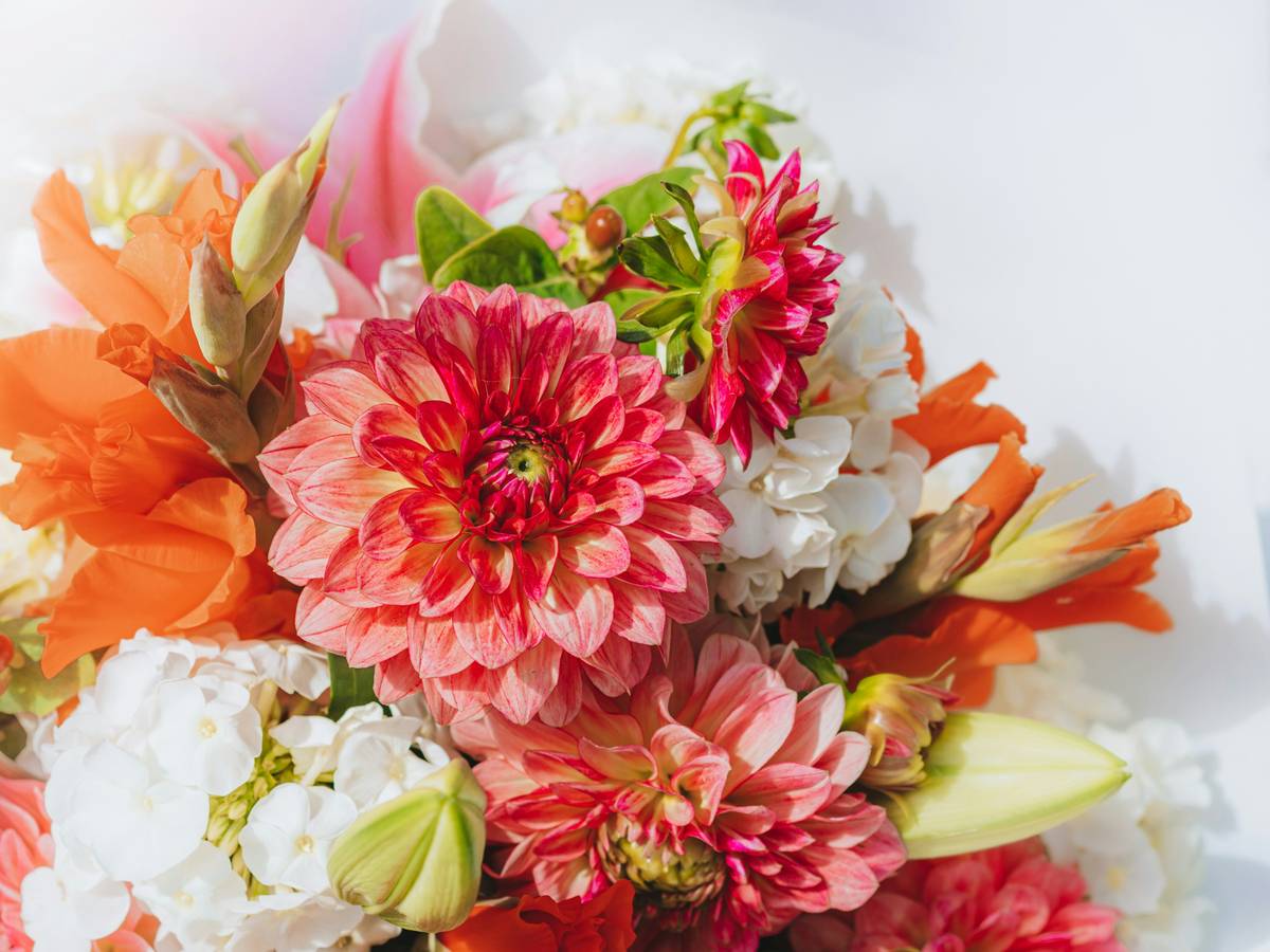 DIY summer organic dahlias skincare infusion in glass jar with jojoba oil