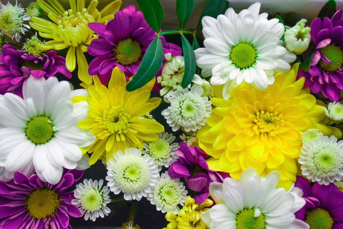 fresh organic spring flowers harvested at dawn for maximum potency