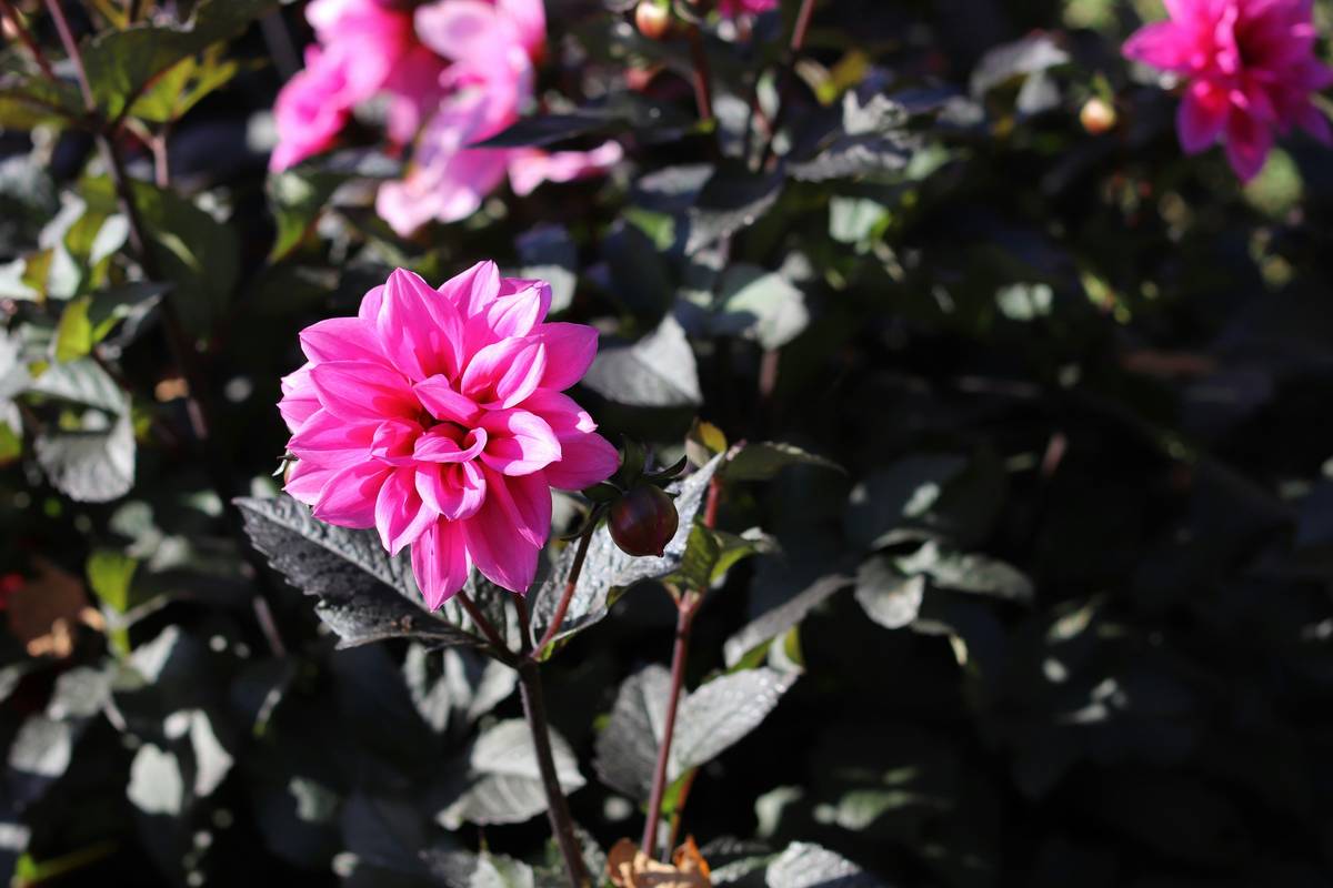 Fresh summer organic dahlias harvested at dawn for skincare infusion