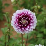 Summer Organic Dahlias: The Secret Weapon for Radiant, Chemical-Free Skincare