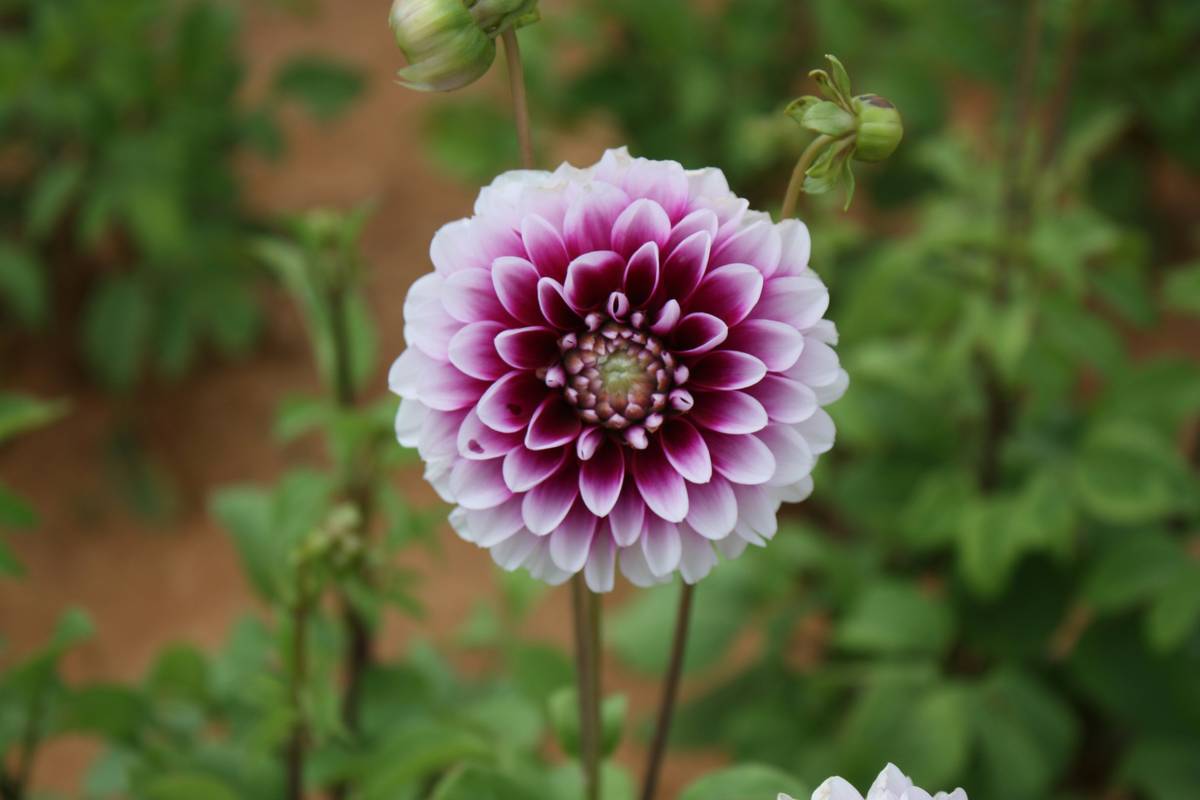 Summer Organic Dahlias: The Secret Weapon for Radiant, Chemical-Free Skincare